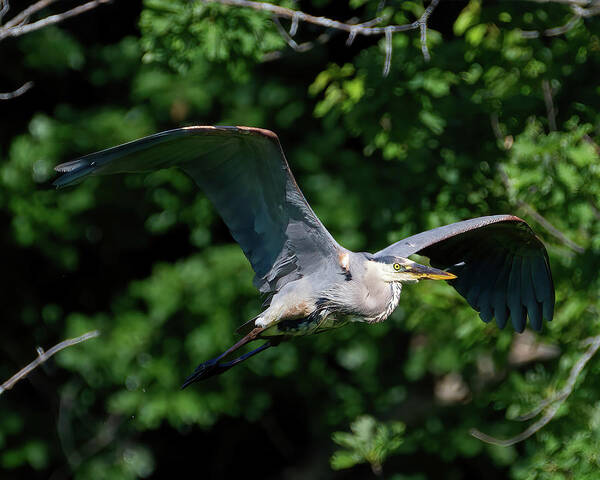 Heron Poster featuring the photograph GBH Fly-by by Flinn Hackett