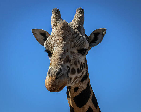 Giraffe Poster featuring the photograph Giraffe Lover by Laura Putman