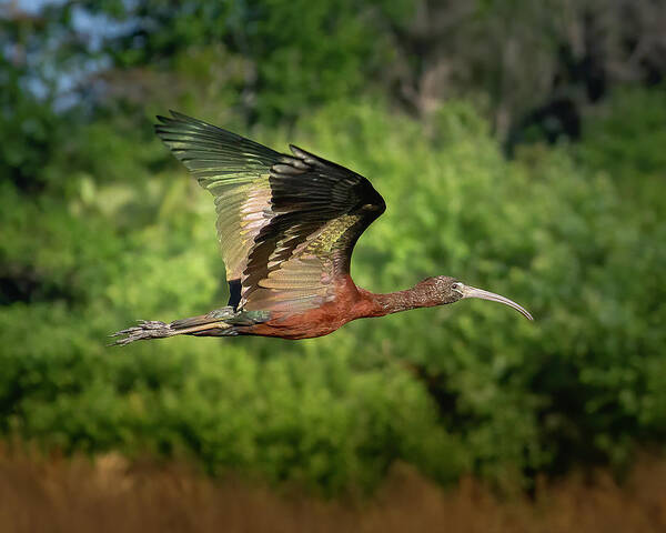 Ibis Poster featuring the photograph Glossy Ibis in Fight at Sunset by Mark Andrew Thomas
