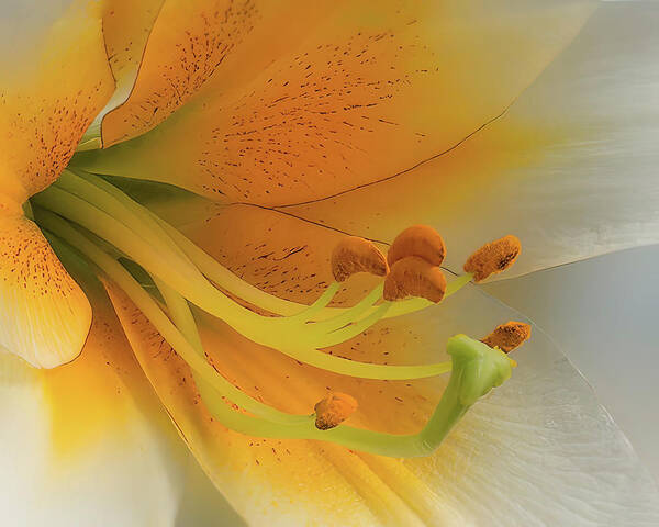 Daylily Poster featuring the photograph Gold Daylily Close-up by Patti Deters