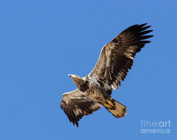 Nature Poster featuring the photograph Juvenile Bald Eagle Soaring Overhead by Steven Krull