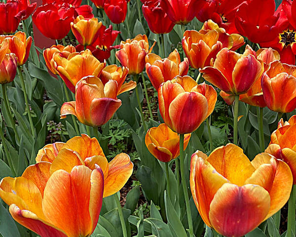 Flower Poster featuring the photograph Grand Tulips by Lee Darnell
