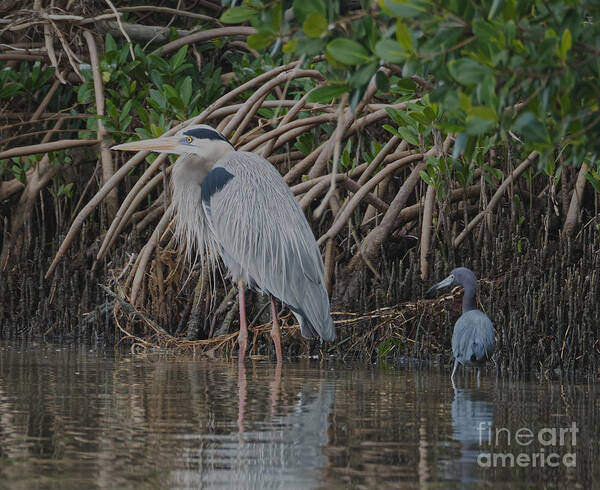 Great Blue Heron Poster featuring the photograph Great blue and Little Blue Heron at Honey Moon Island State Park by L Bosco