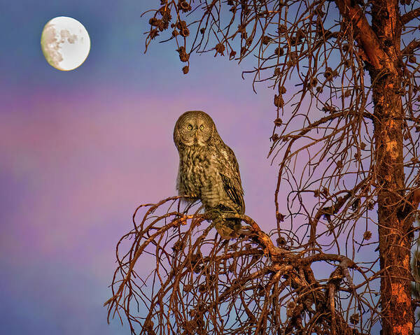 Great Gray Owls Poster featuring the photograph Great Gray Owl in the Moonlight by Judi Dressler