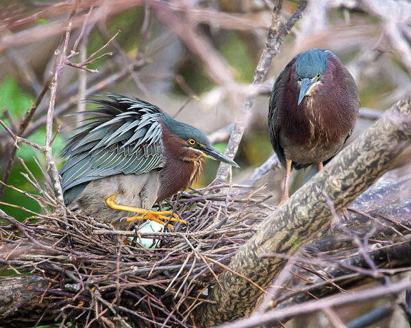 Green Herons Poster featuring the photograph Green Heron Nesting by Jaki Miller