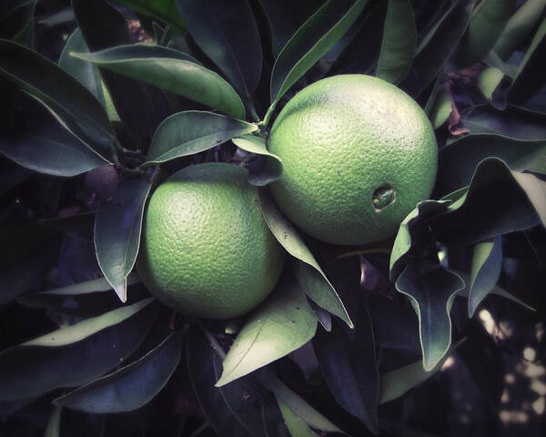 Oranges Poster featuring the photograph Green Oranges by Lupen Grainne