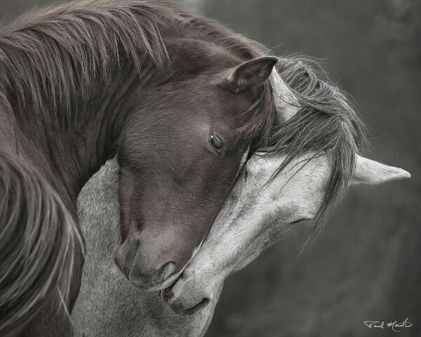 Stallion Poster featuring the photograph Greetings. by Paul Martin