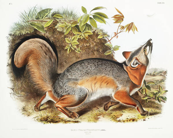 America Poster featuring the mixed media Grey Fox. John Woodhouse Audubon by World Art Collective