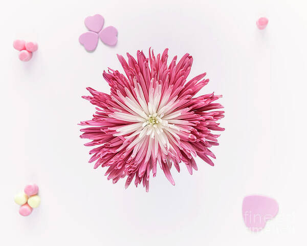 Flower Poster featuring the photograph Happy Valentines by Nina Stavlund