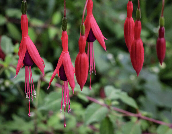 Plant Poster featuring the photograph Hardy fuchsia with pendent flowers by Anamar Pictures