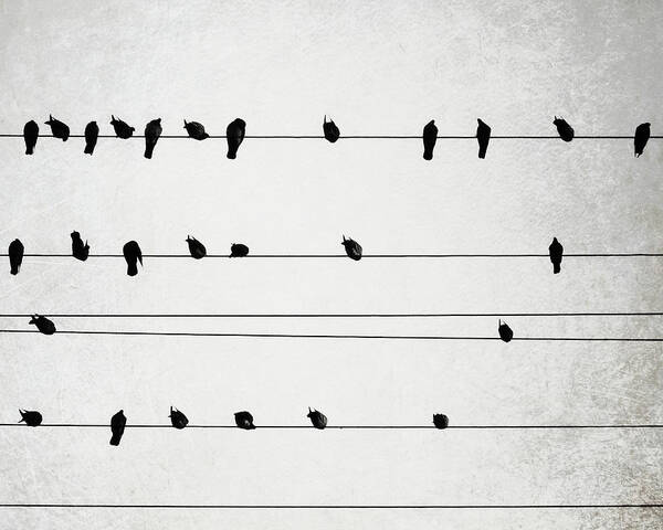 Birds On Wires Poster featuring the photograph Harmony by Lupen Grainne
