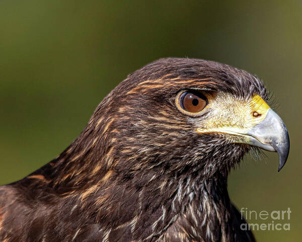 Harris Hawk Poster featuring the photograph Harris Hawk two by Ken Frischkorn