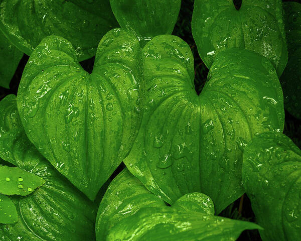 Leaves Poster featuring the photograph Hearts in the rain forest by Robert Miller