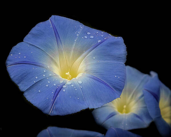 Morning Glories Poster featuring the photograph Heavenly Blues by Cheri Freeman