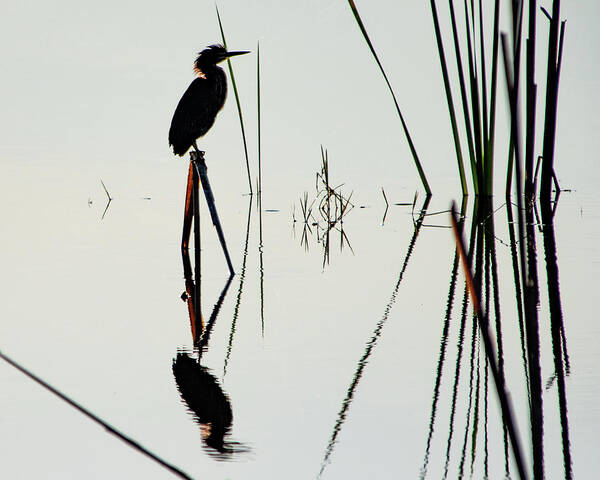 Green Heron Poster featuring the photograph Heron in a Marsh by Bradford Martin