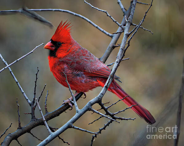Cardinal Poster featuring the photograph Hill Country Cardinal by Ron Long Ltd Photography