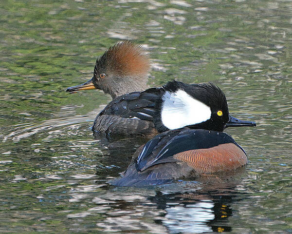 Hooded Merganser Poster featuring the photograph Hooded Merganser Pair by Jerry Griffin