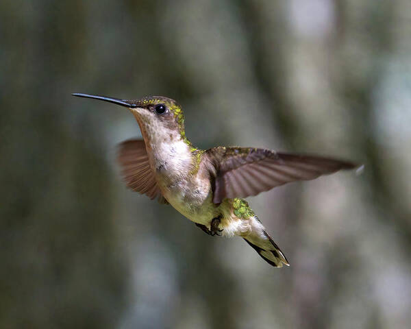 Hummingbird Poster featuring the photograph Hummingbird 1 by Flinn Hackett