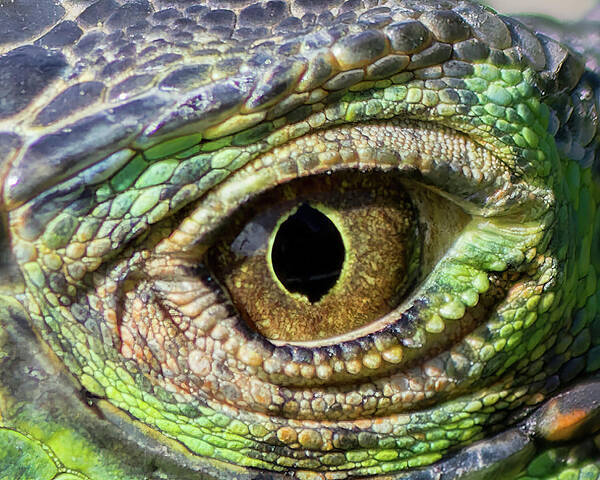 Eye Poster featuring the photograph Iguana Eye 1 by Shane Bechler