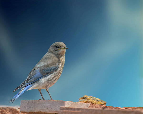 Bluebird Poster featuring the photograph Immature Bluebird with Blue Sky by Lowell Monke