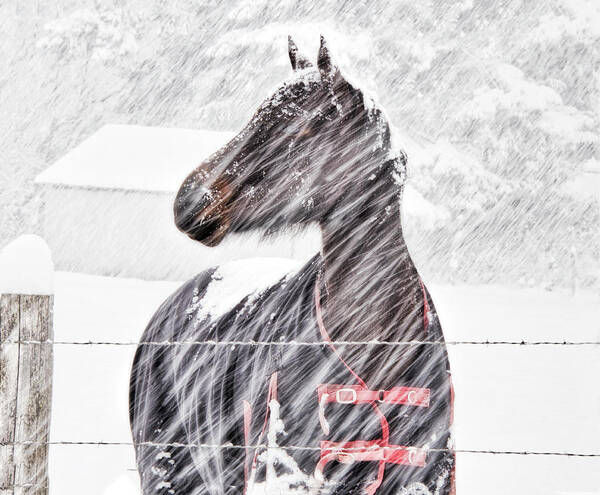 Horse;snow;plowing;white;winter;fence; Poster featuring the photograph In The Snow by Eggers Photography