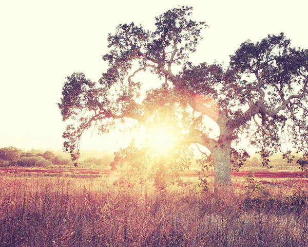 California Oak Tree Poster featuring the photograph Into the Light by Lupen Grainne