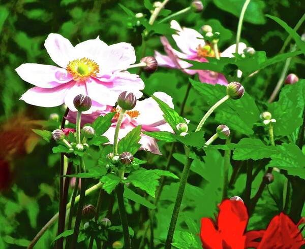 Daisies Poster featuring the photograph Irish Wildflowers by Stephanie Moore