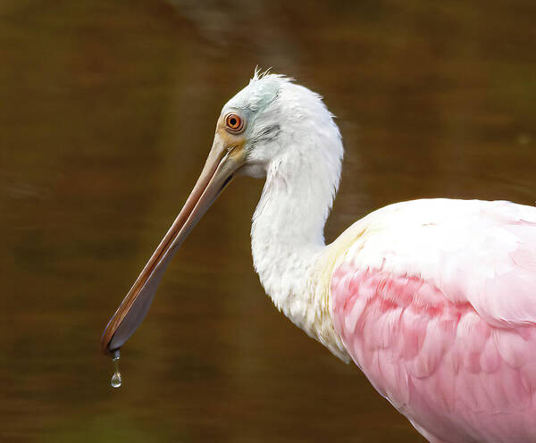 Roseate Spoonbill Poster featuring the photograph Jewel by Rebecca Herranen