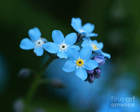 Beauty Forget-me-not Blue Tender Delicate Gentle Subtle Pastel Appealing Idyllic Flower Flowering Blooming Beautiful Delightful Yellow Macro Micro Close Up Serenity Happy Joyful Pretty Greeting Card Evocative Effective Aesthetic Charming Charm Solitude Elegant Impressions Emotional Watercolor Cheer Vivid Bright Pleasant Still-life Decorative Cheerful Joy Smiling Lanterns Lighting Inspiration Glowing Inspirational Harmony Sweet Magic Colorful Captivating Radiant Merry Vibrant Poetic Fantastic Awe Poster featuring the photograph Just A Beauty by Tatiana Bogracheva