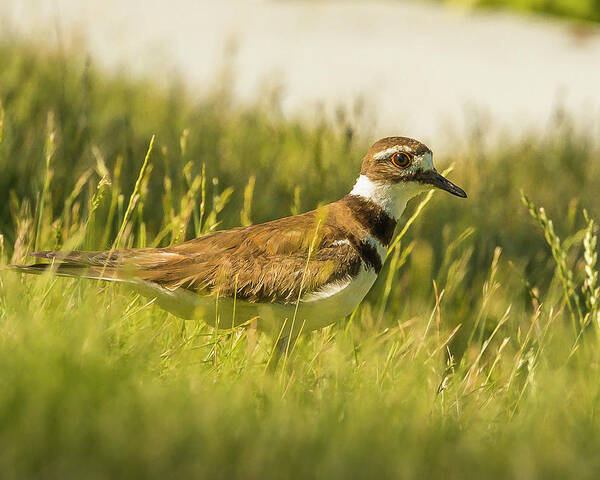 Boise Idaho Poster featuring the photograph KIlldeer by Mark Mille