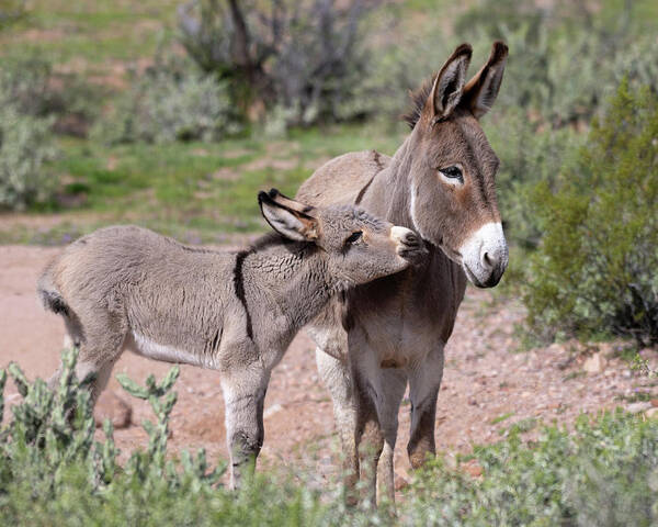 Wild Burro Poster featuring the photograph Kiss by Mary Hone