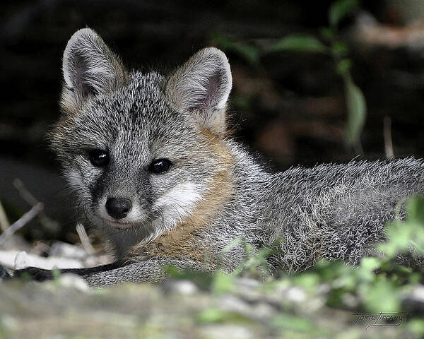 Kit Fox Poster featuring the photograph Kit Fox1 by Torie Tiffany