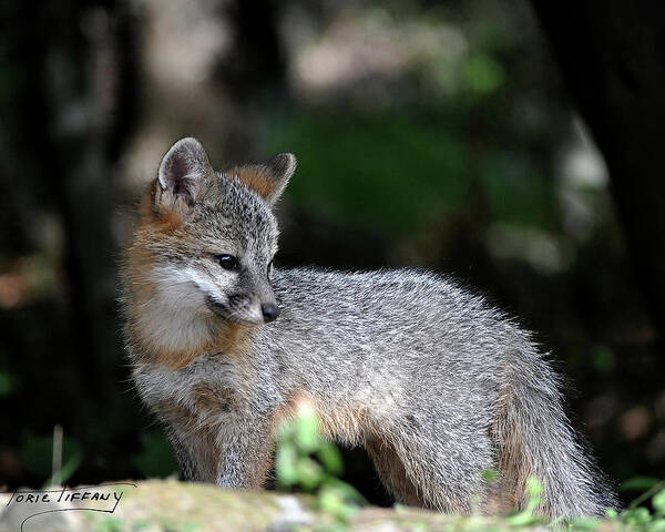 Kit Fox Poster featuring the photograph Kit Fox7 by Torie Tiffany