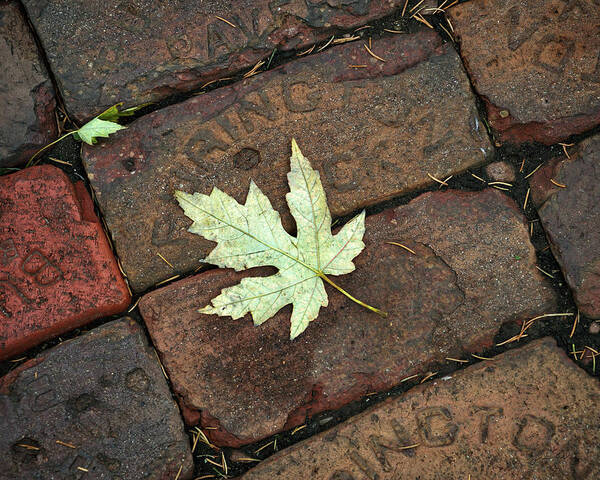 Leaf Poster featuring the photograph Leaf on Bricks by Jeff White