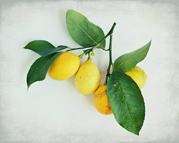 Lemons Poster featuring the photograph Lemon Branch by Lupen Grainne
