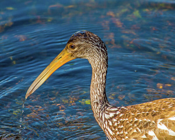 Bird Poster featuring the photograph Limpkin by the Water by Stephen Whalen