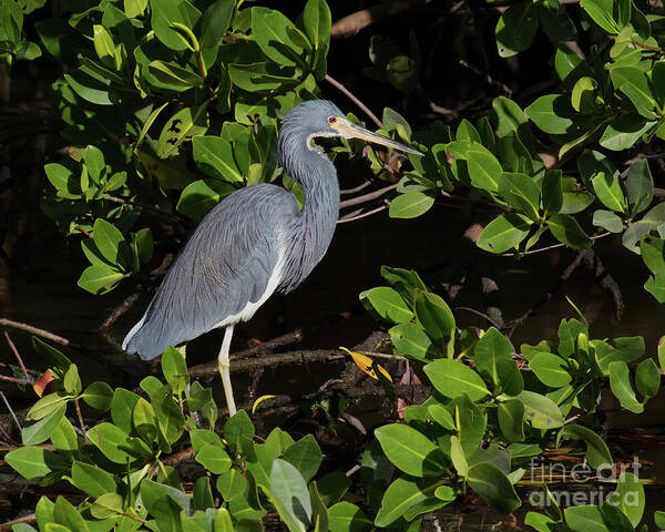 Herons Poster featuring the photograph Little Blue Heron by Chris Scroggins