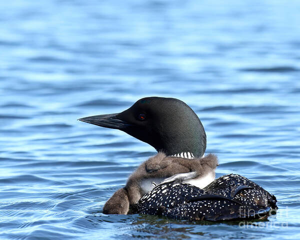 Loon Poster featuring the photograph Little one looking for minnows by Heather King