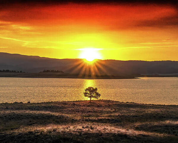 Tree Poster featuring the photograph LONE TREE, BIG LAKE, Arizona by Don Schimmel