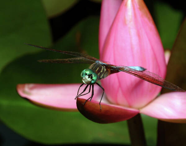 Dragonfly Poster featuring the photograph Look of a Dragonfly by Melissa Southern