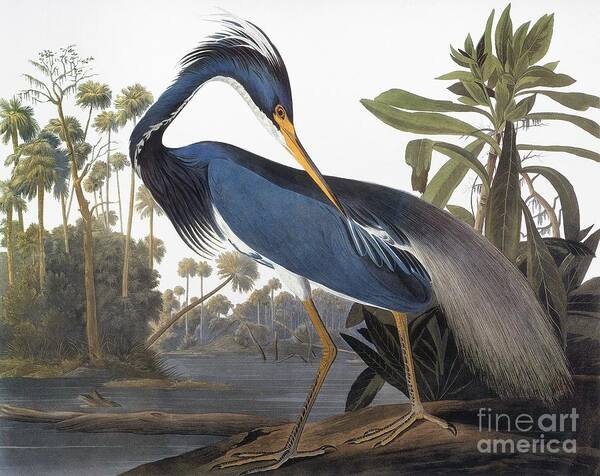 1827 Poster featuring the drawing Louisiana Heron - Hydranassa Tricolor, 1827 by John James Audubon