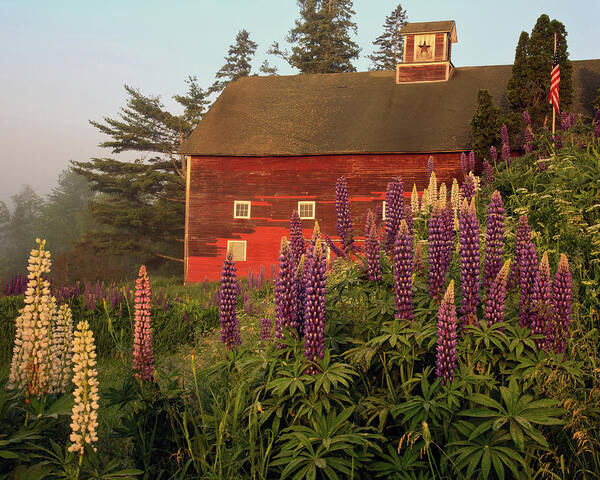 Lupine Festivle Poster featuring the photograph Lupine Barn in Sugar Hill, NH by John Rowe
