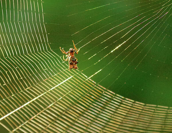 Spider Poster featuring the photograph Making the spider web by Buddy Scott