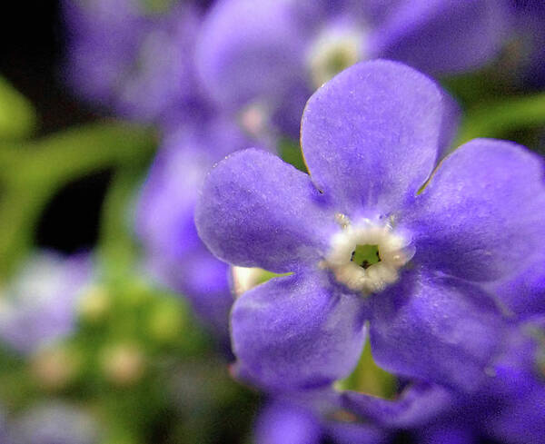 Tiny Blue Flower Poster featuring the photograph Miniature Muse by Susan Maxwell Schmidt