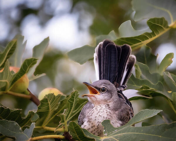 Juvenile Mockingbird Poster featuring the photograph Mockingbird and Figs by Cheri Freeman