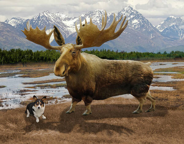 Moose Poster featuring the photograph Moogi by Mike McGlothlen