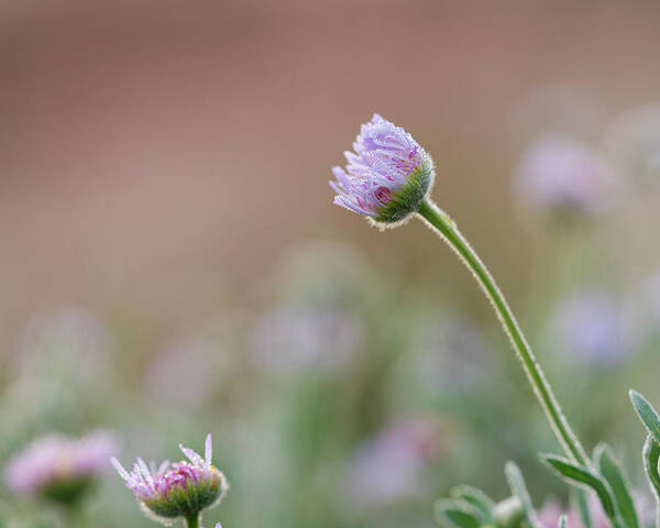 Asteraceae Poster featuring the photograph Morning Awakening by Maresa Pryor-Luzier