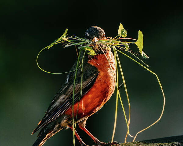 Robin Poster featuring the photograph Morning Construction by Rich Kovach