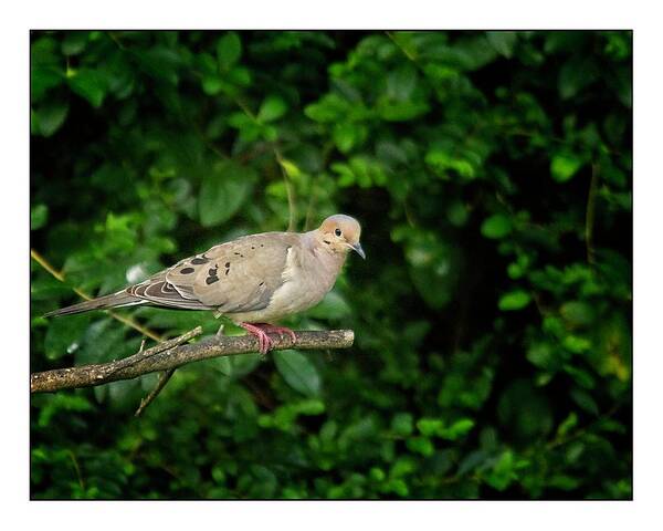 Mourning Dove Poster featuring the photograph Mourning Dove by John Benedict