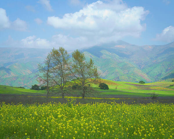 Ojai Poster featuring the photograph Mustard, Mountains and a Trio of Trees 2 by Lindsay Thomson